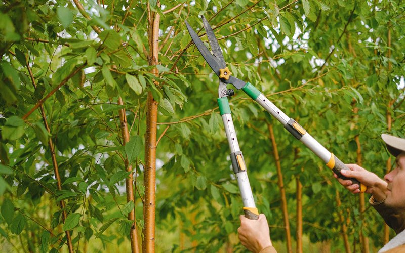 Tree trimming in Wassaic, NY